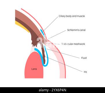 Drainage de liquide dans l'oeil. Illustration montrant comment la chambre postérieure et le maillage trabéculaire jouent un rôle crucial dans l'élimination du liquide intraoculaire. Banque D'Images