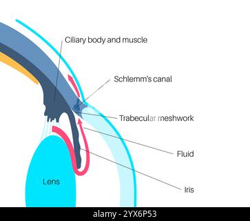 Drainage de liquide dans l'oeil. Illustration montrant comment la chambre postérieure et le maillage trabéculaire jouent un rôle crucial dans l'élimination du liquide intraoculaire. Banque D'Images