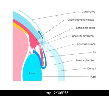 Drainage de liquide dans l'oeil. Illustration montrant comment la chambre postérieure et le maillage trabéculaire jouent un rôle crucial dans l'élimination du liquide intraoculaire. Banque D'Images