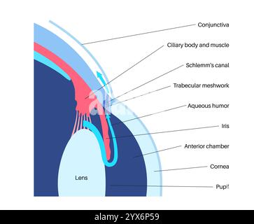 Drainage de liquide dans l'oeil. Illustration montrant comment la chambre postérieure et le maillage trabéculaire jouent un rôle crucial dans l'élimination du liquide intraoculaire. Banque D'Images