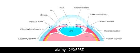 Drainage de liquide dans l'oeil. Illustration montrant comment la chambre postérieure et le maillage trabéculaire jouent un rôle crucial dans l'élimination du liquide intraoculaire. Banque D'Images