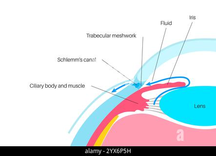 Drainage de liquide dans l'oeil. Illustration montrant comment la chambre postérieure et le maillage trabéculaire jouent un rôle crucial dans l'élimination du liquide intraoculaire. Banque D'Images