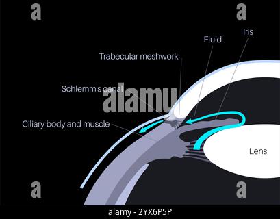 Drainage de liquide dans l'oeil. Illustration montrant comment la chambre postérieure et le maillage trabéculaire jouent un rôle crucial dans l'élimination du liquide intraoculaire. Banque D'Images