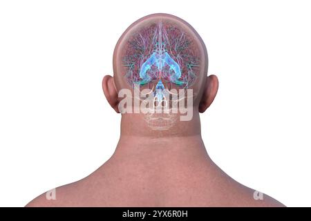 Illustration informatique du cerveau humain avec l'aqueduc cérébral mis en évidence en orange et le système ventriculaire en vert, montrant le débit du liquide céphalo-rachidien (LCR). Vue arrière. Banque D'Images