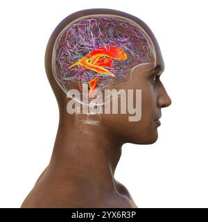 Système ventriculaire du cerveau, illustration informatique. Les ventricules sont des cavités du cerveau remplies de liquide céphalorachidien (LCR). Banque D'Images