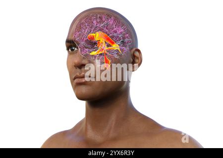 Système ventriculaire du cerveau, illustration informatique. Les ventricules sont des cavités du cerveau remplies de liquide céphalorachidien (LCR). Banque D'Images