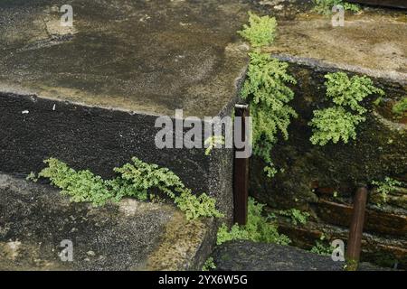 Plantes poussant sur des escaliers mouillés Banque D'Images