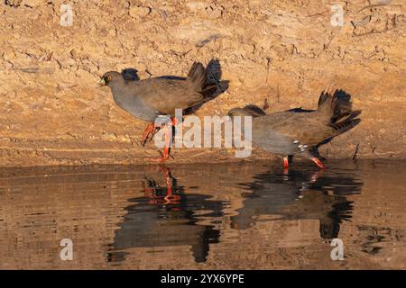 Poules indigènes à queue noire (Tribonyx ventralis),poules indigènes à queue noire (Tribonyx ventralis) pataugant au bord de l'eau, Marianna Waterhole, Cordillo Downs R Banque D'Images