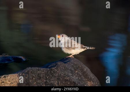 Finch zèbre femelle (Taenopygia guttata) dans un trou de boisson, Marianna Waterhole, Cordillo Downs Road, Australie méridionale, Australie méridionale, Australie méridionale, Australie méridionale, Australie méridionale, Australie méridionale, Australie Banque D'Images