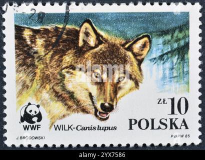 Timbre-poste oblitéré imprimé par la Pologne, qui montre des loups (Canis lupus), Fonds mondial pour la nature, vers 1985. Banque D'Images