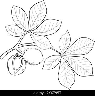 Illustration du contour isolé de branche Mongongo. Illustration de Vecteur