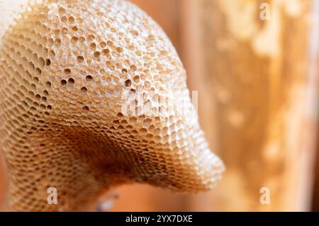 nid d'abeille, une masse de cellules prismatiques hexagonales construites à partir de cire d'abeille par les abeilles dans leurs nids pour contenir leur couvain, œufs, larves et pupes, et st Banque D'Images