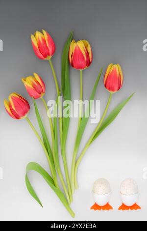 Oeufs de Pâques dans des coquetiers mignons avec des fleurs de tulipe rayées rouges et jaunes, variété Dow Jones sur fond gris dégradé. Symboles saisonniers de Pâques. Banque D'Images