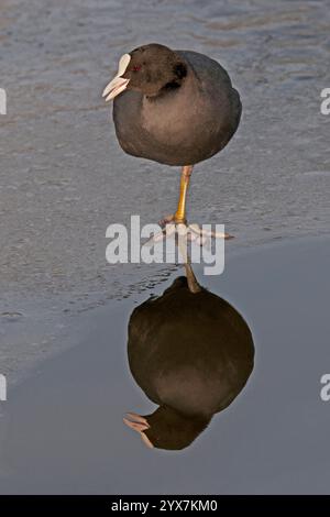 Un Coot eurasien commun, Fulica atra, debout sur une jambe dans des eaux très peu profondes. Bien focalisé avec la réflexion. Plumes noires, yeux rouges et bec blanc. Banque D'Images