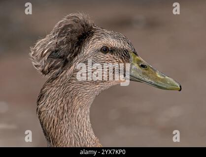 Une vue latérale d'un canard brun Crested, Anas platyrhynchos, sur un fond naturel brun clair. Un gros plan magnifiquement touffeté et bien focalisé. Banque D'Images