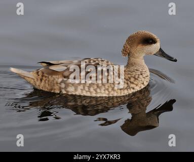 Une vue latérale d'un canard sarcelle marbré, Marmaronetta angustirostris, nageant sur l'eau plate. Un gros plan bien focalisé de ce beau canard tacheté. Banque D'Images