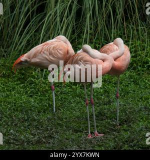 Trois flamants chiliens, Phoenicopterus chilensis, se reposant ou dormant debout sur le côté de leur étang. Gros plan et bien focalisé. Banque D'Images