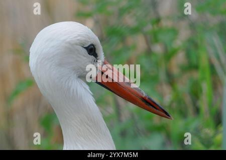 Vue latérale rapprochée d'une cigogne blanche, Ciconia ciconia, regardant vers la gauche. Bien focalisé avec de bons détails de l'œil, du bec et des plumes. Banque D'Images