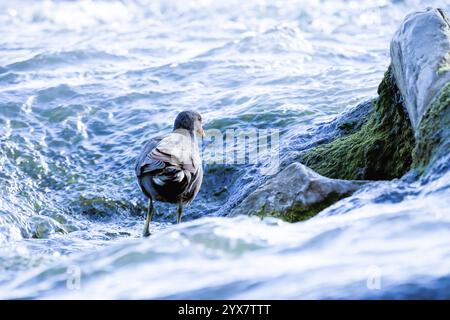 Moorhen (Gallinula chloropus) debout dans l'eau dans le courant et à la recherche de nourriture, à droite un rocher envahi de mousse, Uemminger voir en fro Banque D'Images