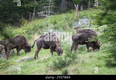 Bison (Bison bonasus), pâturage du troupeau dans un habitat quasi naturel, captif, Allemagne, Europe Banque D'Images