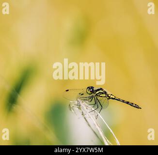 Darter noir (Sympetrum danae) sur brin d'herbe fané, fond jaune et brins verts flous, Dortmund, Rhénanie du Nord-Westphalie, Allemagne, Euro Banque D'Images