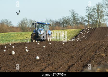 Labourage automnal avec un tracteur à Ingelstorp, municipalité d'Ystad, comté de Skane, Suède, Scandinavie, Europe Banque D'Images