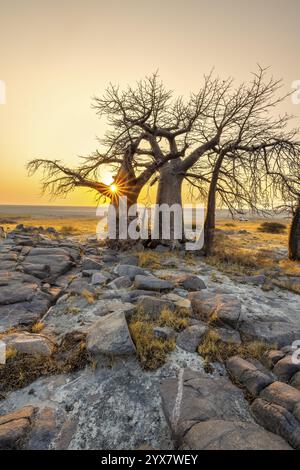 Baobab africain (Adansonia digitata), plusieurs arbres au lever du soleil, étoile du soleil, île de Kubu (Lekubu), Sowa Pan, marais salants Makgadikgadi, Botswana, Afrique Banque D'Images