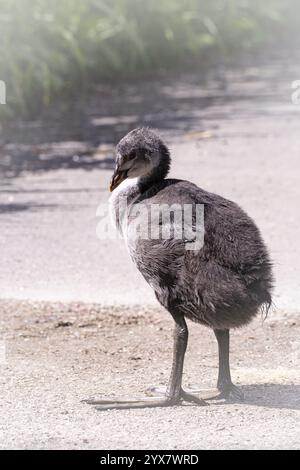 Poussins coot eurasiens (Fulica atra) debout sur un chemin, vue de profil, gros plan, brins d'herbe à gauche au bord du chemin, végétatio marginale Banque D'Images