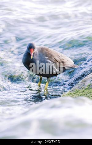 Moorhen (Gallinula chloropus) debout dans l'eau dans le courant et à la recherche de nourriture, à droite un rocher envahi de mousse, Uemminger voir en fro Banque D'Images