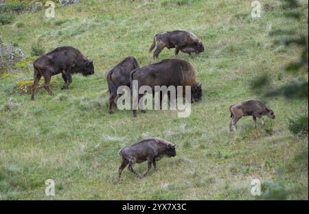 Bison (Bison bonasus), pâturage du troupeau dans un habitat quasi naturel, captif, Allemagne, Europe Banque D'Images