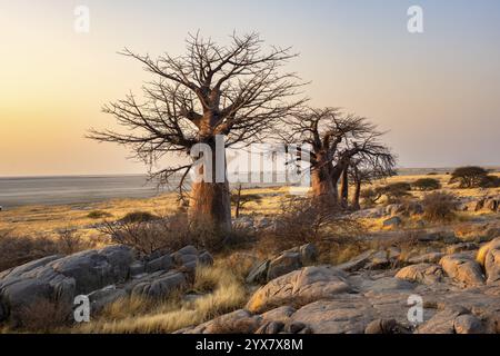 Baobab africain ou baobab (Adansonia digitata), plusieurs arbres au lever du soleil, île de Kubu (Lekubu), Sowa Pan, marais salants de Makgadikgadi, Botswana, Afrique Banque D'Images