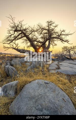 Baobab africain ou baobab (Adansonia digitata), au lever du soleil, étoile du soleil, île de Kubu (Lekubu), Sowa Pan, marais salants Makgadikgadi, Botswana, Afrique Banque D'Images