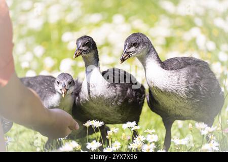 Poussins Eurasian Coot (Fulica atra) trois debout dans un pré, regardant curieusement la main d'un enfant, le bras d'un enfant avec chemise rouge, vue de face, gros plan, Banque D'Images