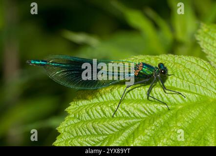 Une vue latérale bien focalisée d'un mâle demoiselle baguée, Calopteryx splendens, reposant sur une feuille. Gros plan et détails sur un fond naturel Banque D'Images