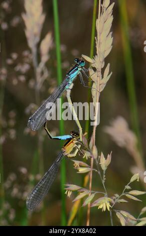 Une paire de damoiselle à queue bleue, Ischnura elegans, perchée sur une tige d'herbe séchée. Bien focalisé et plutôt élégant. Banque D'Images