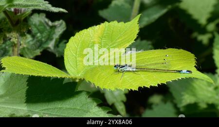 Une élégante damoiselle mâle à queue bleue, Ischnura elegans, reposant au soleil sur la végétation naturelle. Beau, bien focalisé et gros plan. Banque D'Images