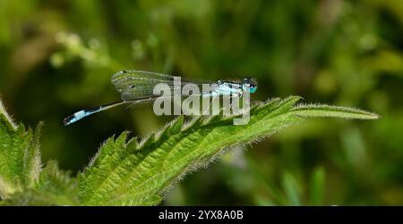 Une élégante damoiselle mâle à queue bleue, Ischnura elegans, reposant au soleil sur la végétation naturelle. Beau, bien focalisé et gros plan. Banque D'Images