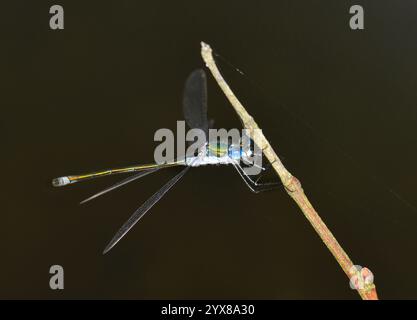 Une vue latérale d'une demoiselle d'émeraude, Lestes sponsa, accrochée à la végétation. Bien focalisé avec de bons détails sur un fond naturel flou. Banque D'Images