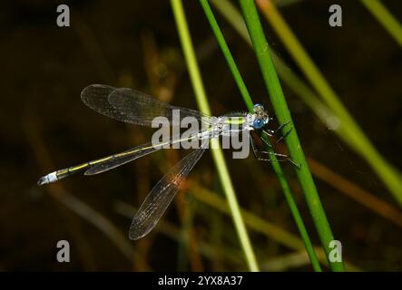 Une vue latérale d'une demoiselle d'émeraude, Lestes sponsa, accrochée à la végétation. Bien focalisé avec de bons détails sur un fond naturel flou. Banque D'Images