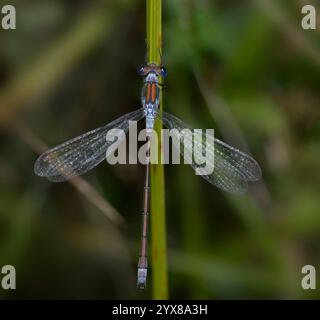 Vue dorsale d'un mâle rare Emeraude Damselfly, Lestes dryas, reposant avec des ailes partiellement déployées. Une rareté belle, rapprochée et bien focalisée. Banque D'Images