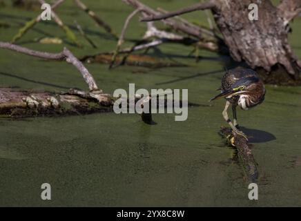 Agile Green Heron est un chasseur observateur perché sur une branche dans l'eau couverte d'algues de l'étang dans le parc urbain de Huntington Beach, Californie, United Stat Banque D'Images