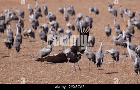 Venant pour l'atterrissage, une grue de sable au premier plan a les ailes ouvertes et les jambes tombées avec le troupeau en bokeh en arrière-plan. L'emplacement est Whitewater Draw Banque D'Images