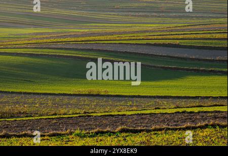 La peinture représente un paysage agricole d'automne avec des champs caractéristiques de cultures au premier plan. La terre est soigneusement labourée, et en th Banque D'Images