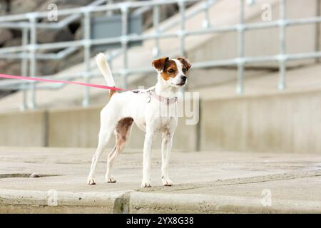 Portrait d'un chien Jack Russell mignon regardant loin de la caméra Banque D'Images