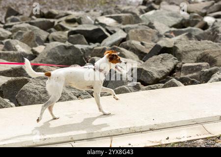 Portrait d'un joli Jack Russell Dog côté course sur Banque D'Images