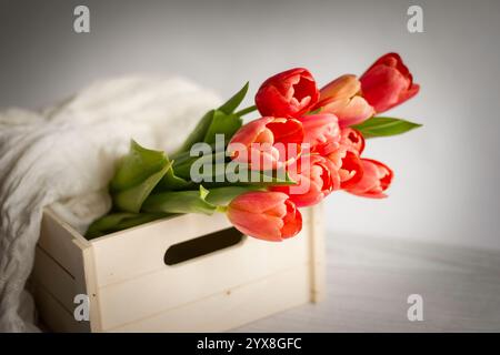 Tulipes dans une boîte en bois avec écharpe blanche Banque D'Images