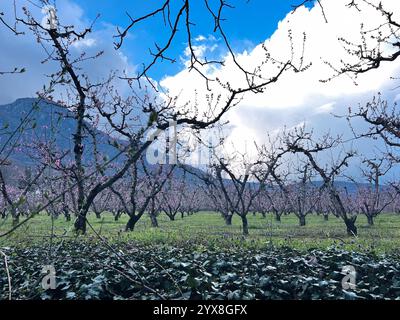 Sérénité en fleur de pêche dans la campagne grecque Banque D'Images