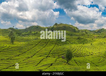 Rancabali Tea Plantation près de Bandung à Java Ouest, Indonésie. Banque D'Images