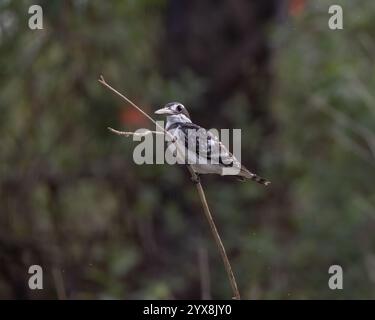 Pied Kingfisher perché au bord de l'eau Banque D'Images