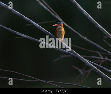 Malachite Kingfisher perché sur la branche Banque D'Images